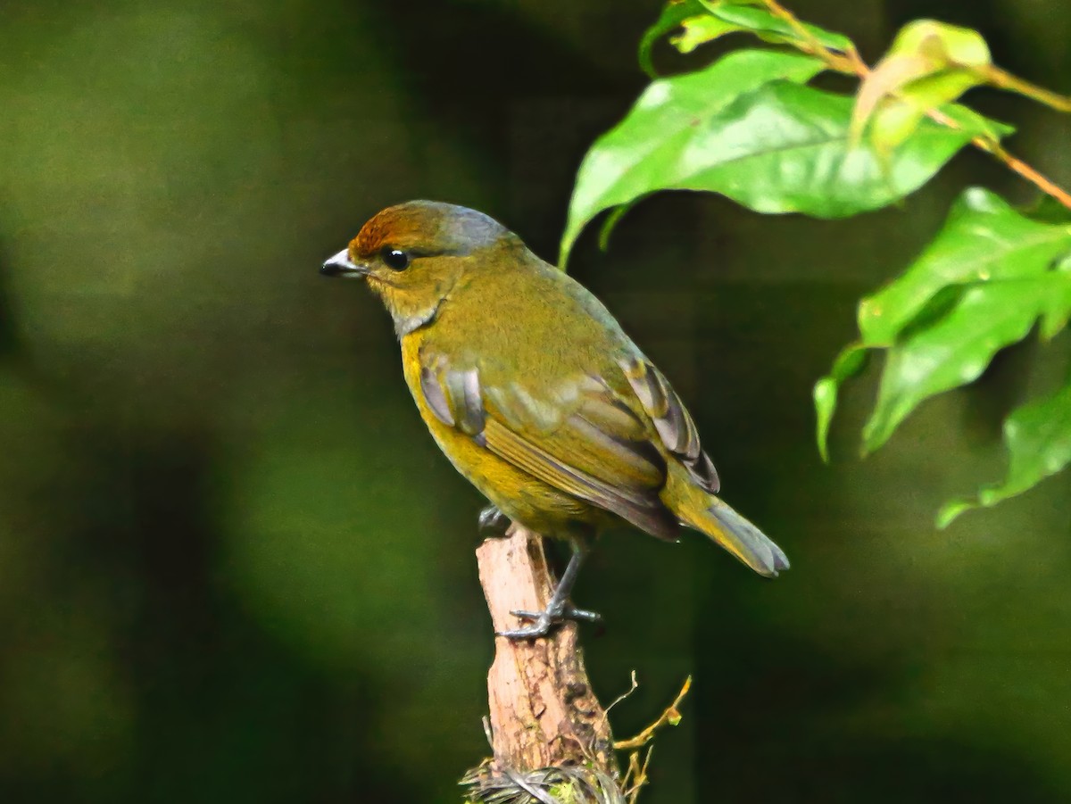 Tawny-capped Euphonia - ML646377406