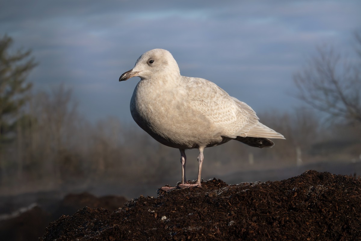 Iceland Gull - ML646377407