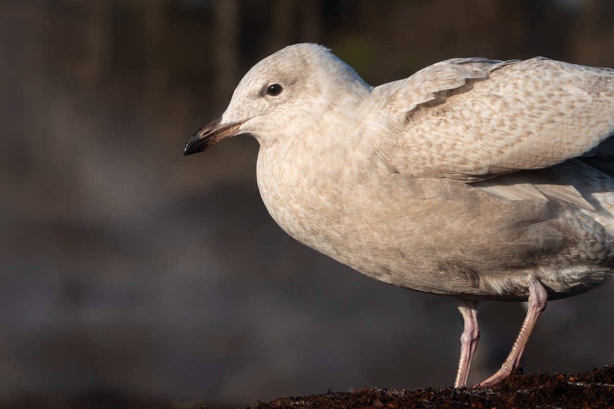 Iceland Gull - ML646377408