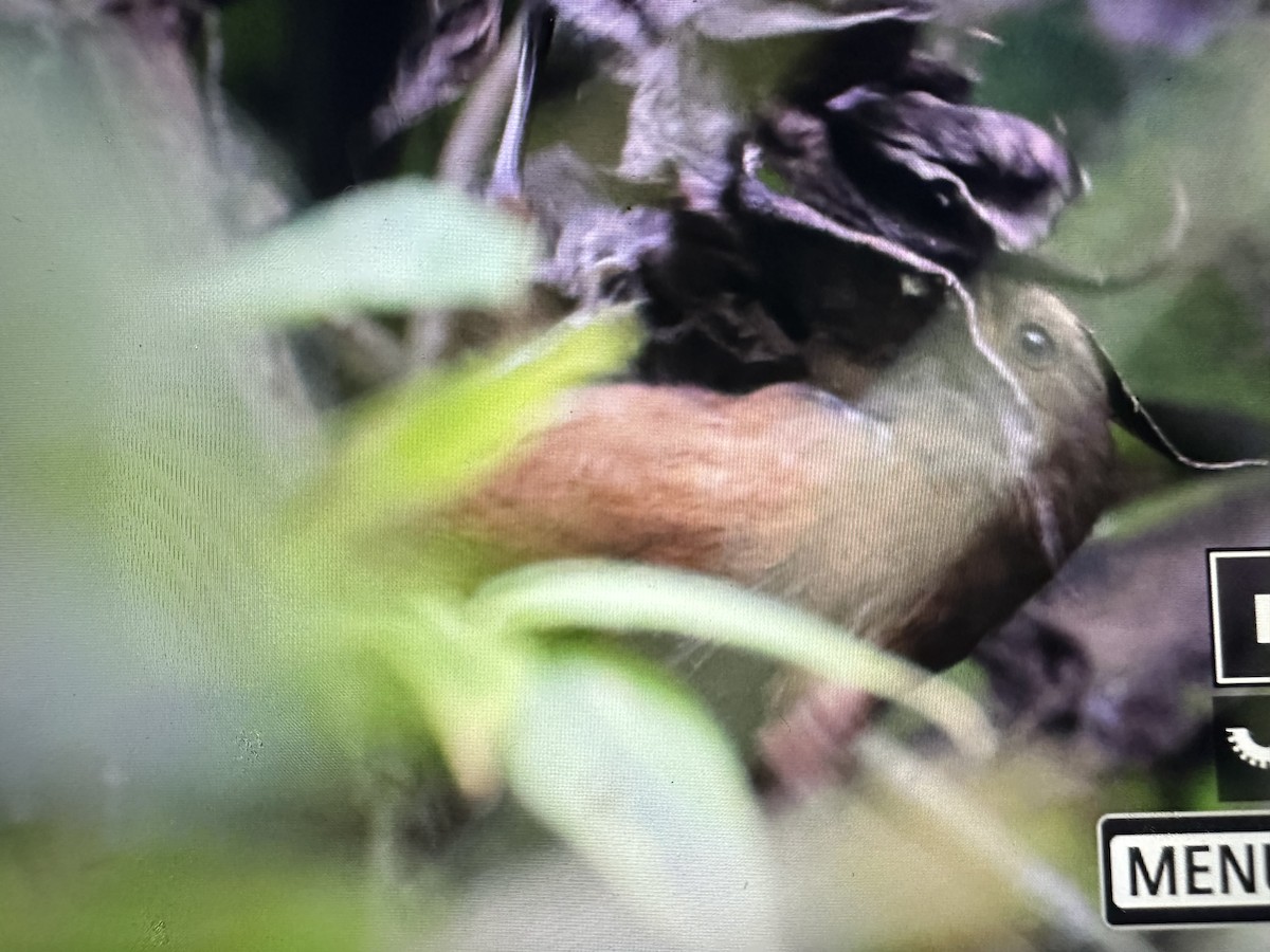 Sharpe's Wren - ML646377409