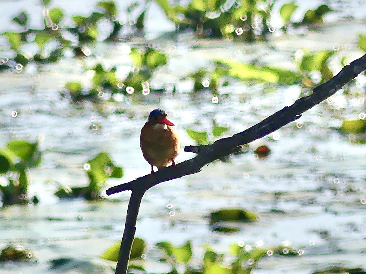 Martin-pêcheur huppé - ML646377410