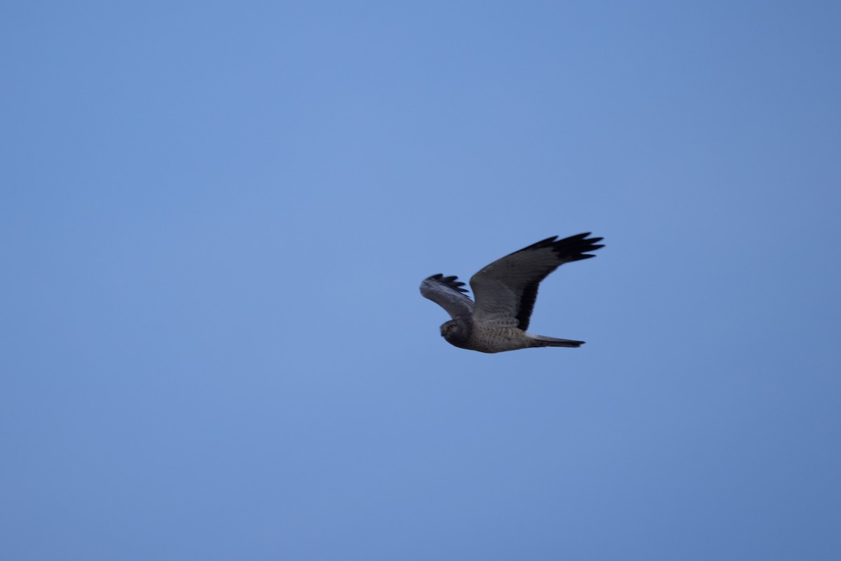 Northern Harrier - ML646377411