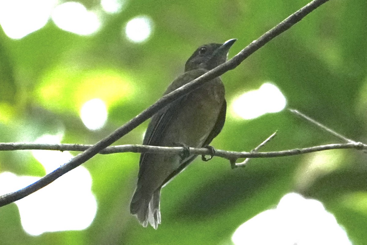 Saffron-crested Tyrant-Manakin - ML646377416