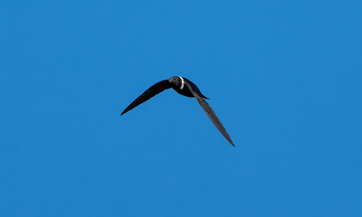 White-collared Swift - ML646377418