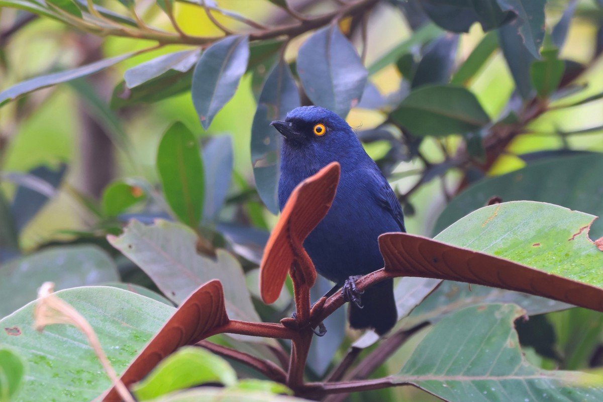 Deep-blue Flowerpiercer - ML646377420