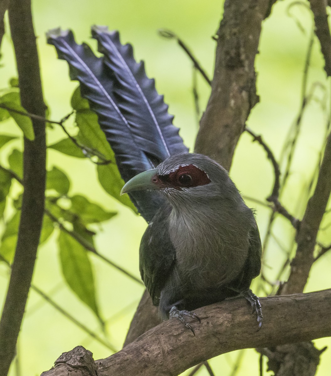 Green-billed Malkoha - ML646377421