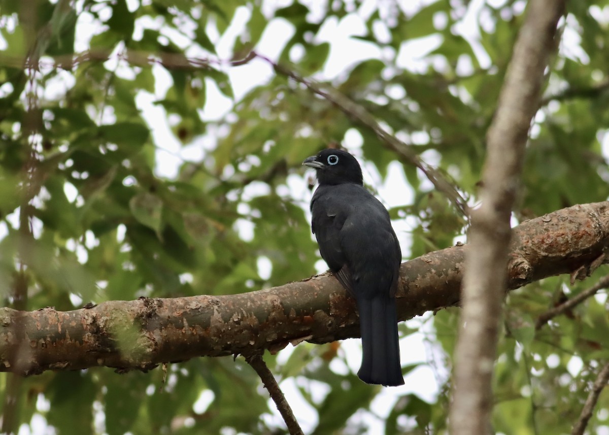 Black-headed Trogon - ML646377422
