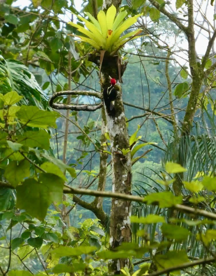Pale-billed Woodpecker - ML646377424