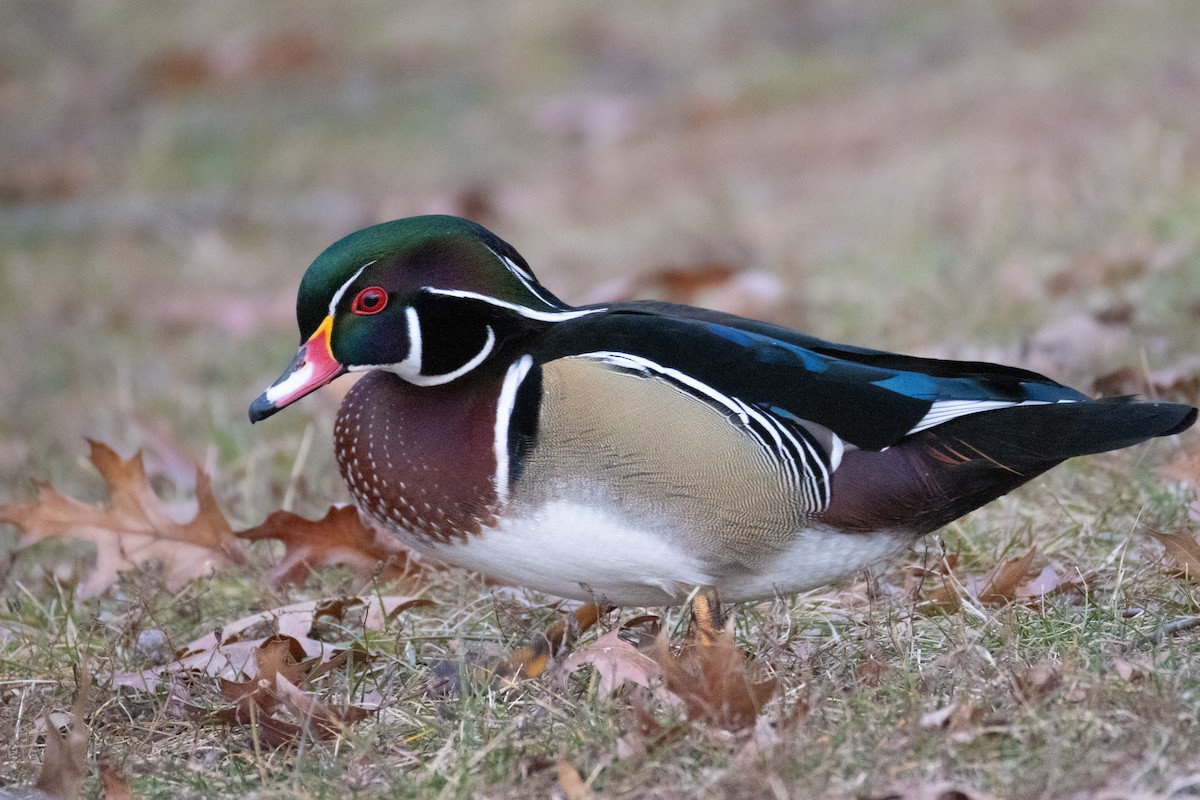 Wood Duck - ML646377425