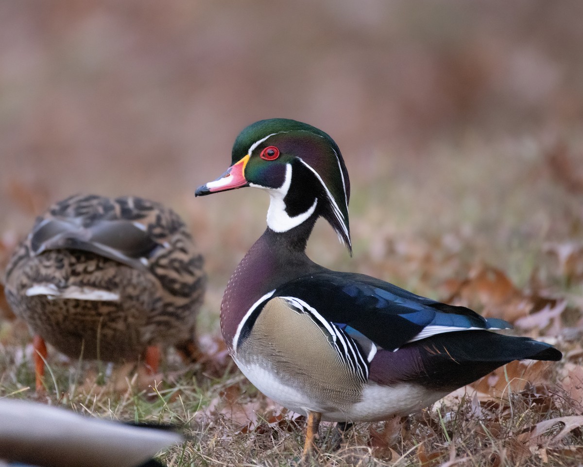 Wood Duck - ML646377426