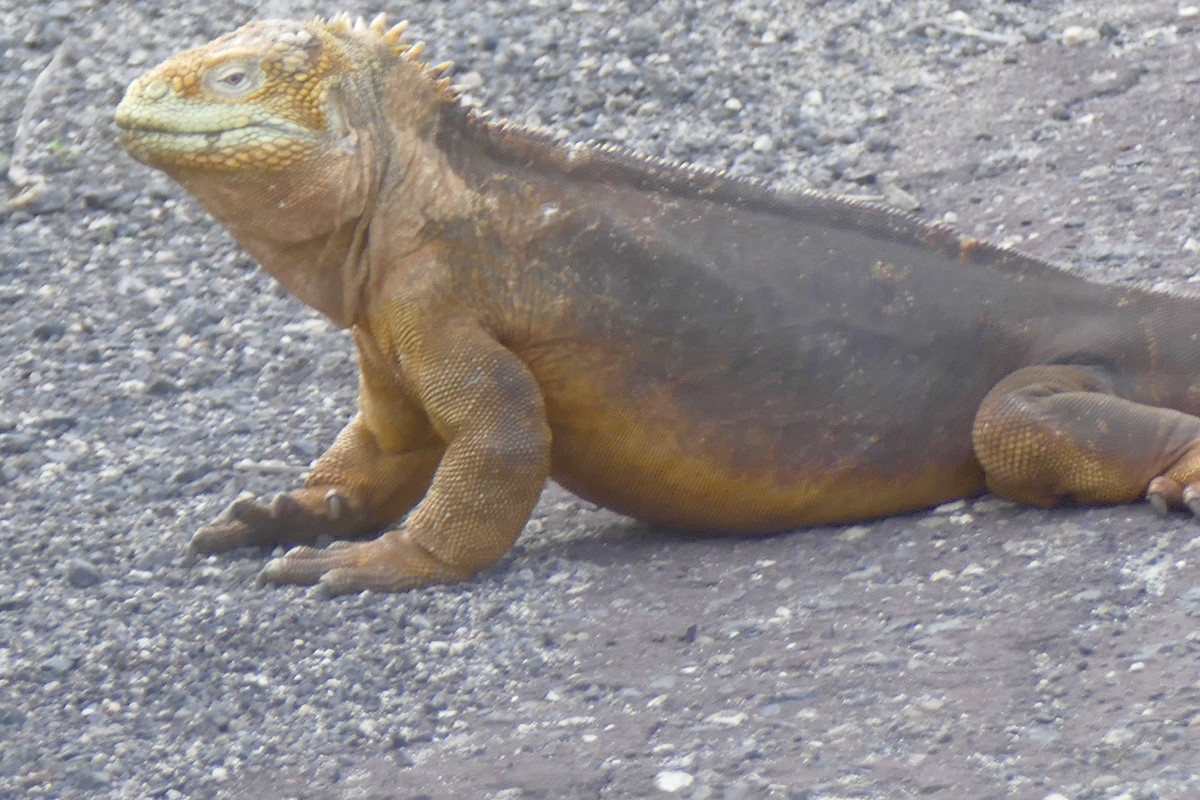 Galápagos Land Iguana - ML646377427