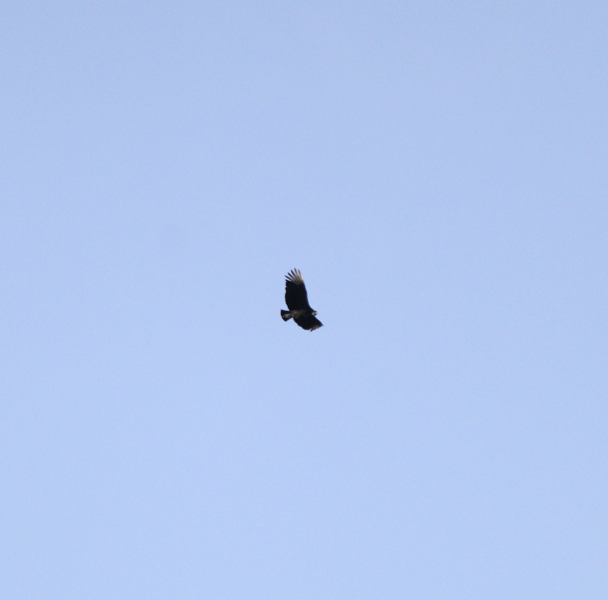 Black Vulture - ML646377429