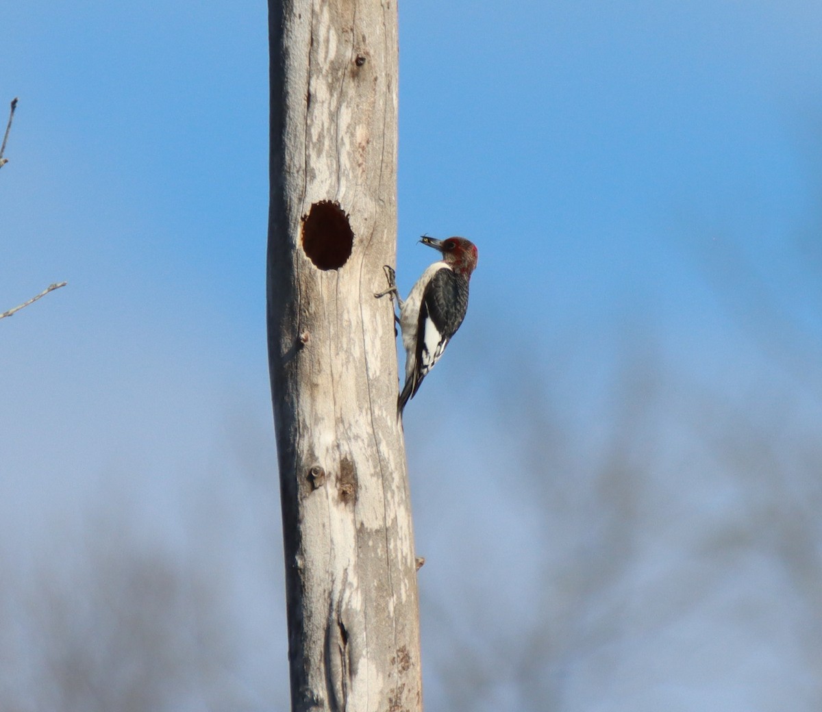 Red-headed Woodpecker - ML646377430