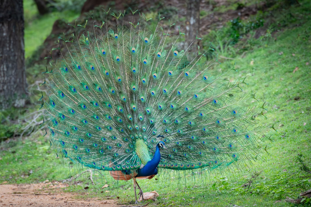 Indian Peafowl - ML646377431
