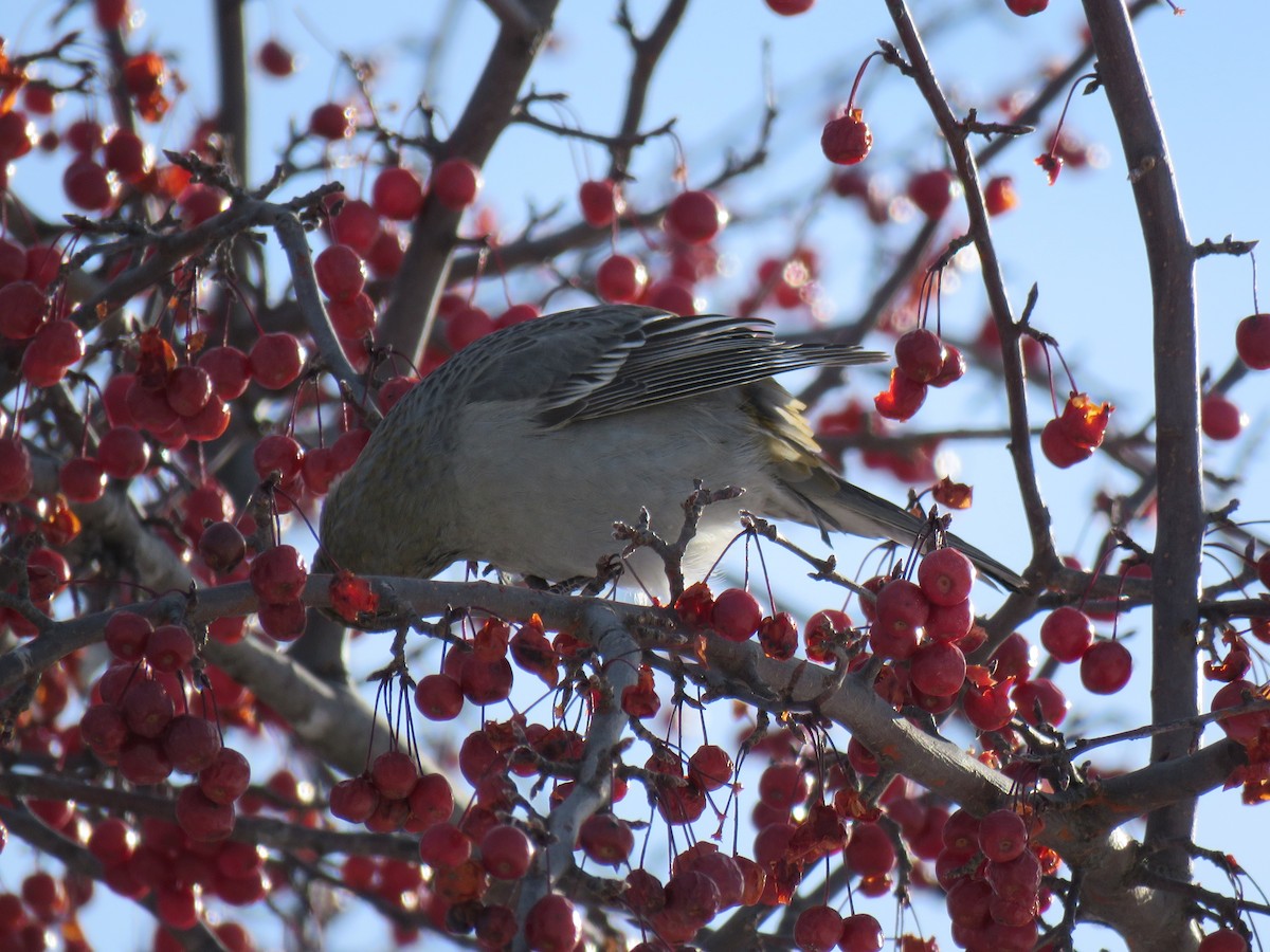 ギンザンマシコ - ML646377432