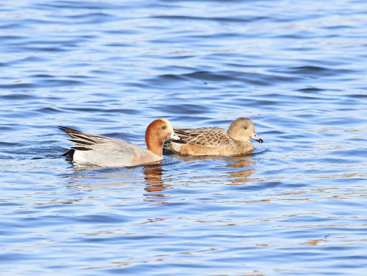 Eurasian Wigeon - ML646377435