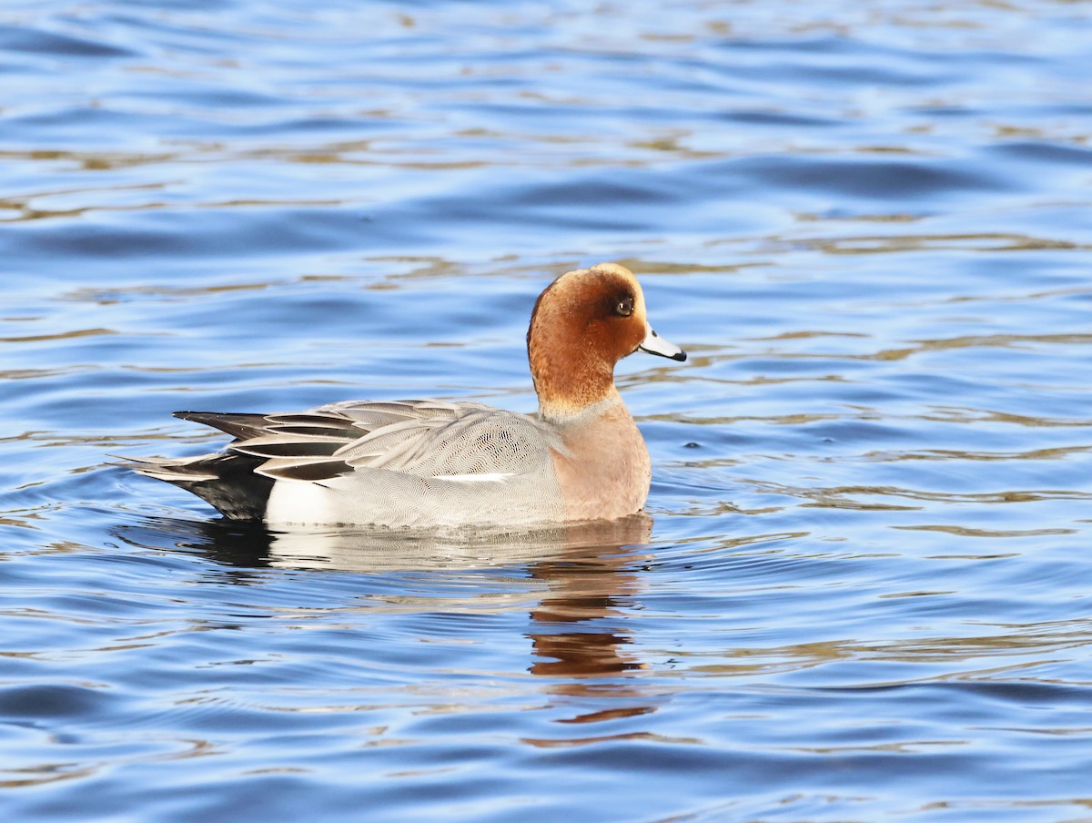 Eurasian Wigeon - ML646377436