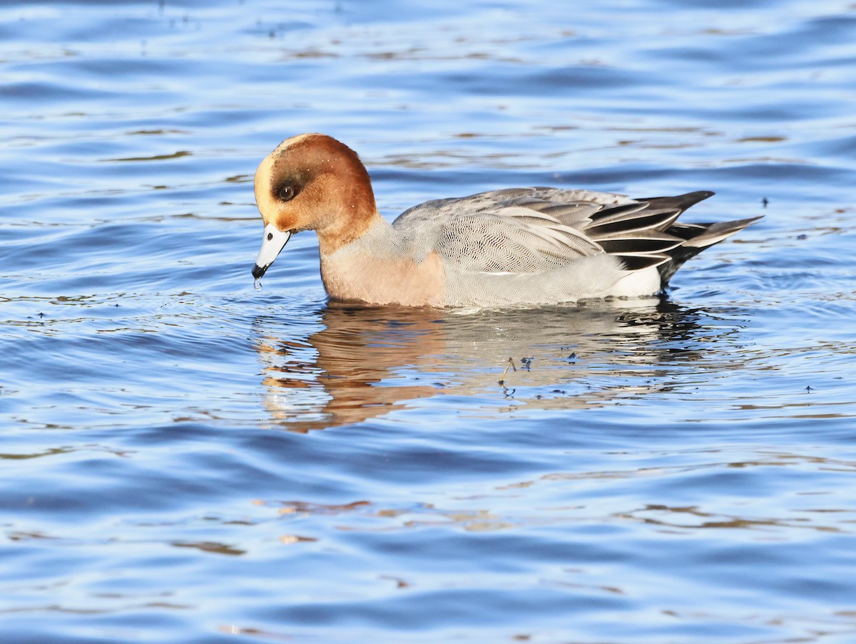 Eurasian Wigeon - ML646377438