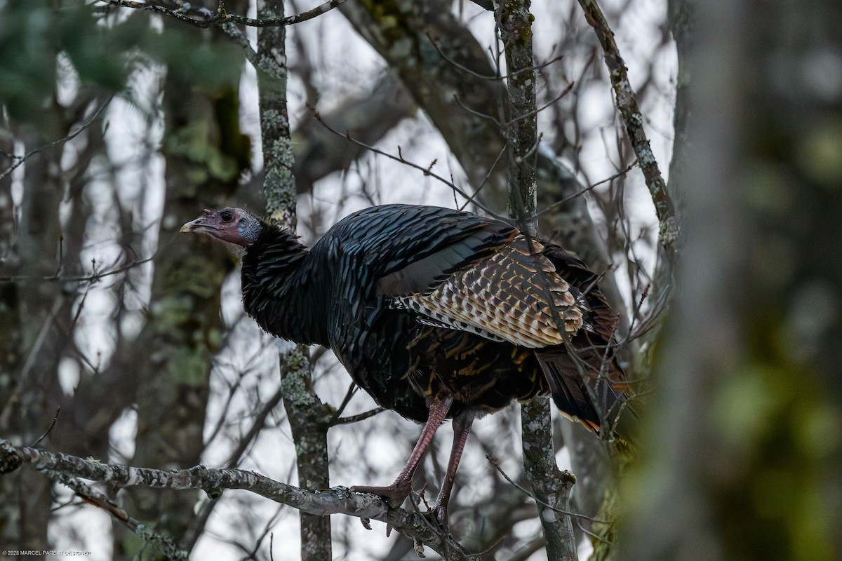 Wild Turkey - ML646377439