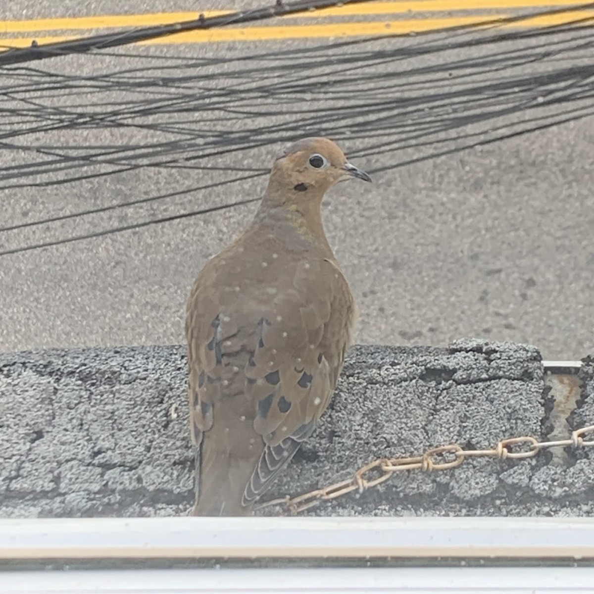 Mourning Dove - ML646377441