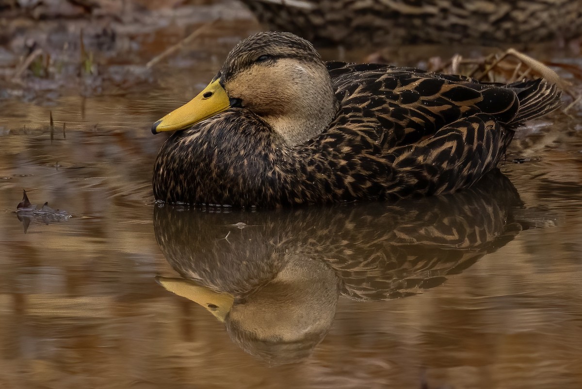 Mottled Duck - ML646377442