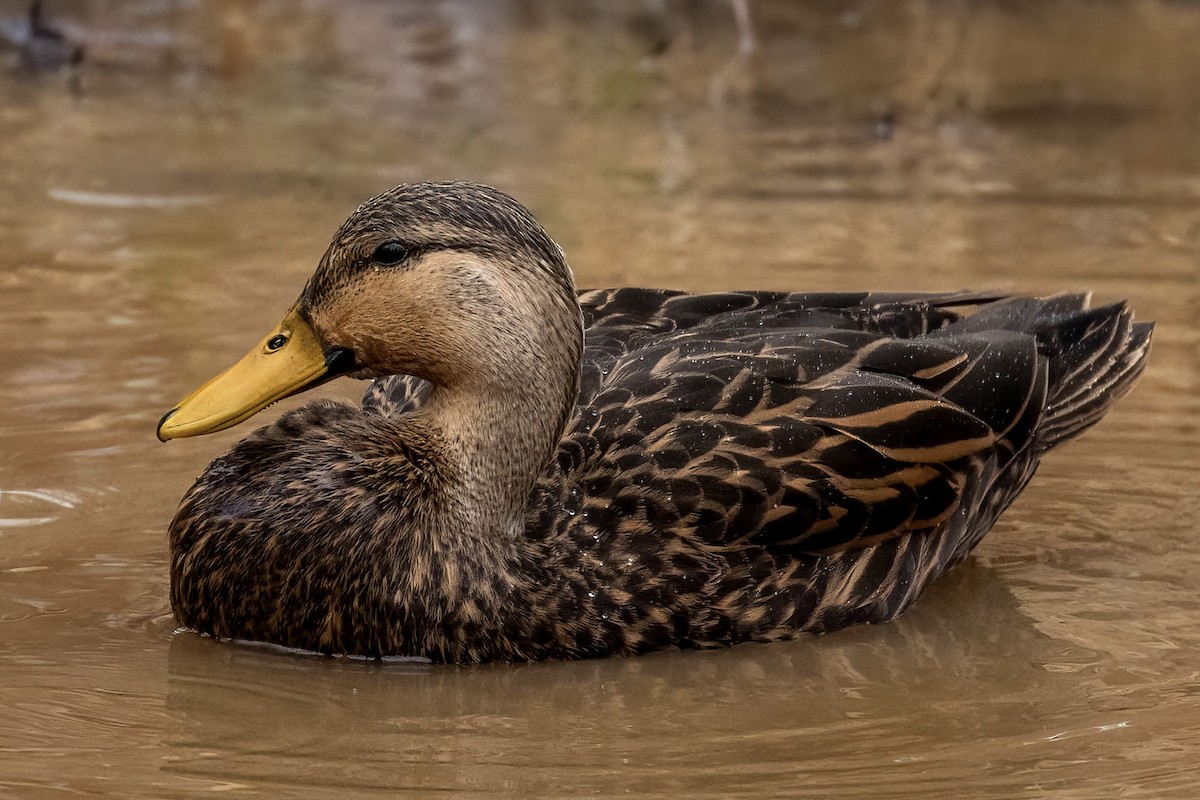Mottled Duck - ML646377443