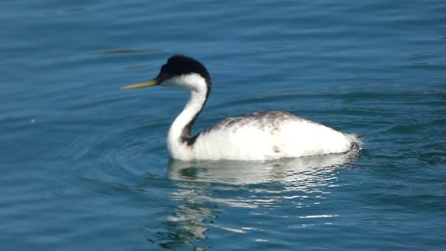 Western Grebe - ML646377445