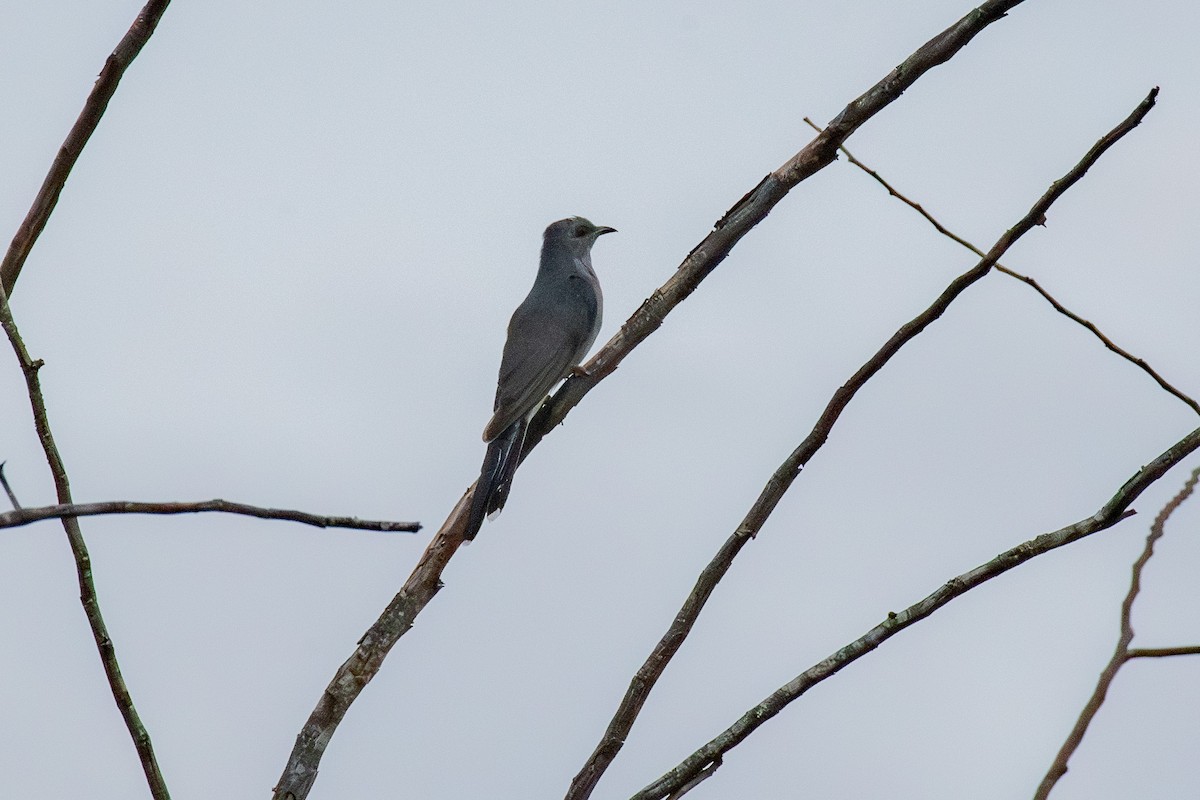 Воробьиная кукушка - ML646377446