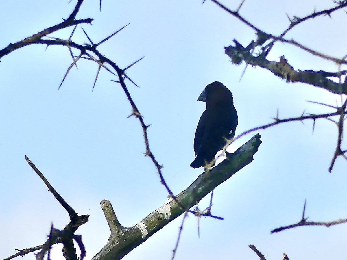Amblyospize à front blanc - ML646377447