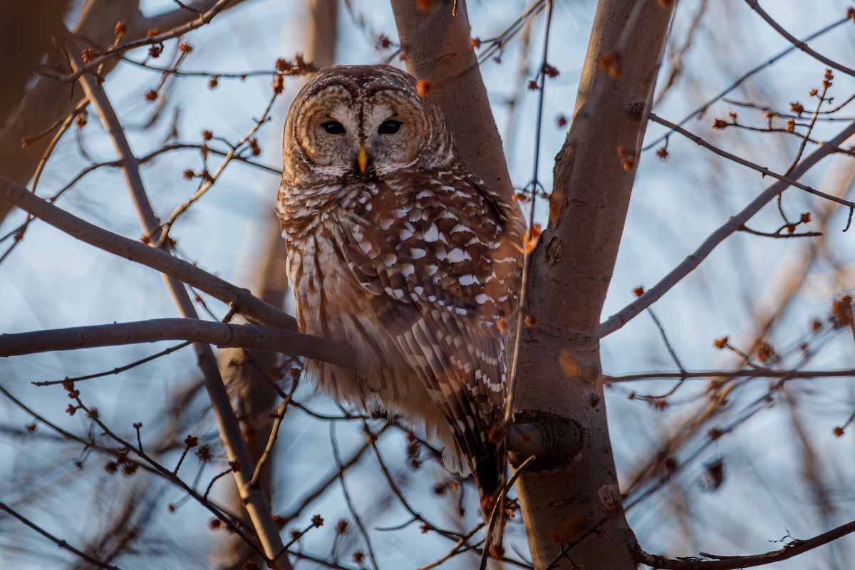 Barred Owl - ML646377448