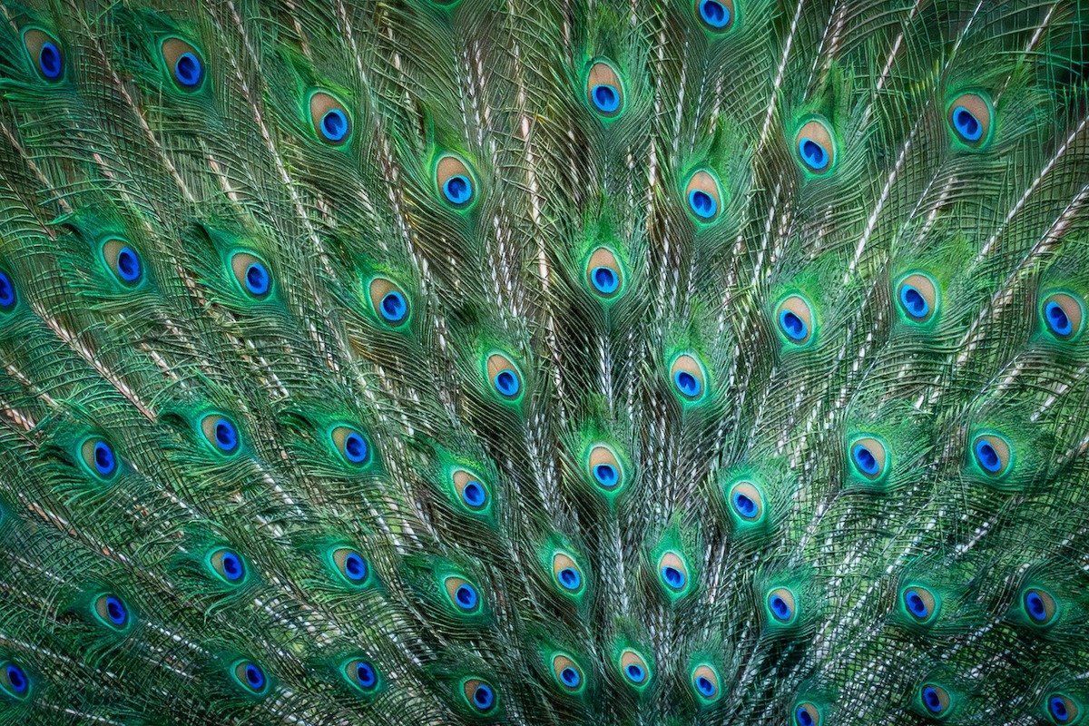 Indian Peafowl - ML646377449