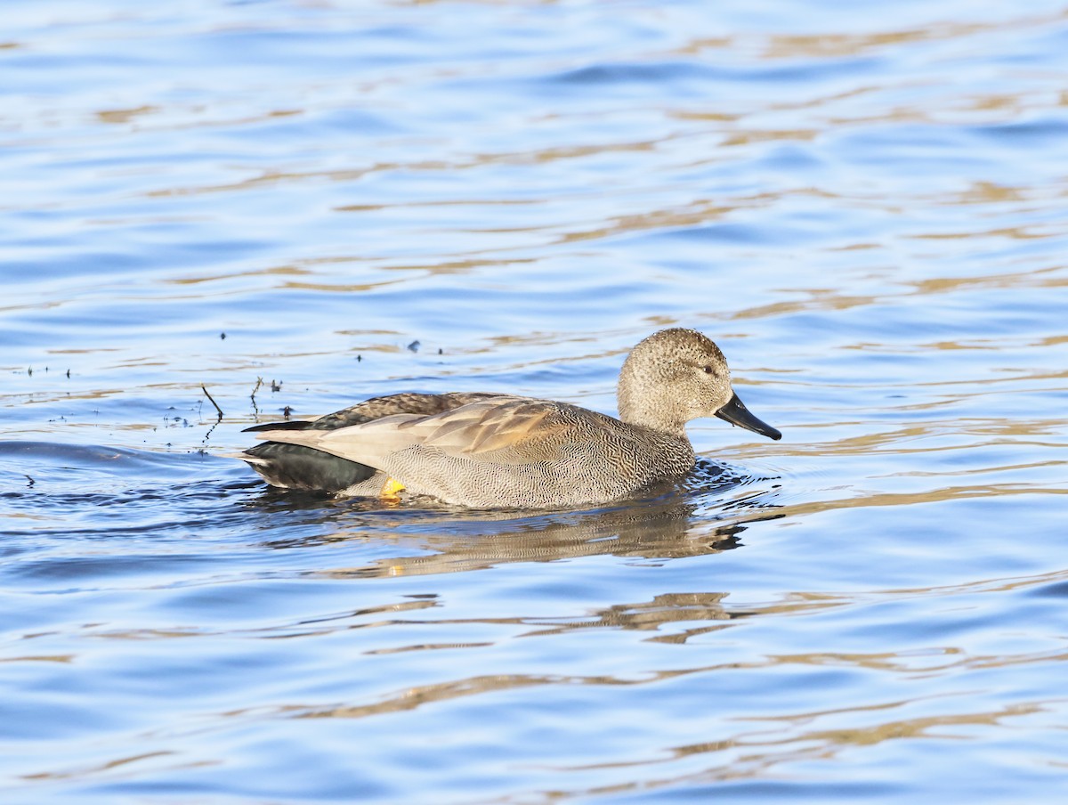 Gadwall - ML646377450