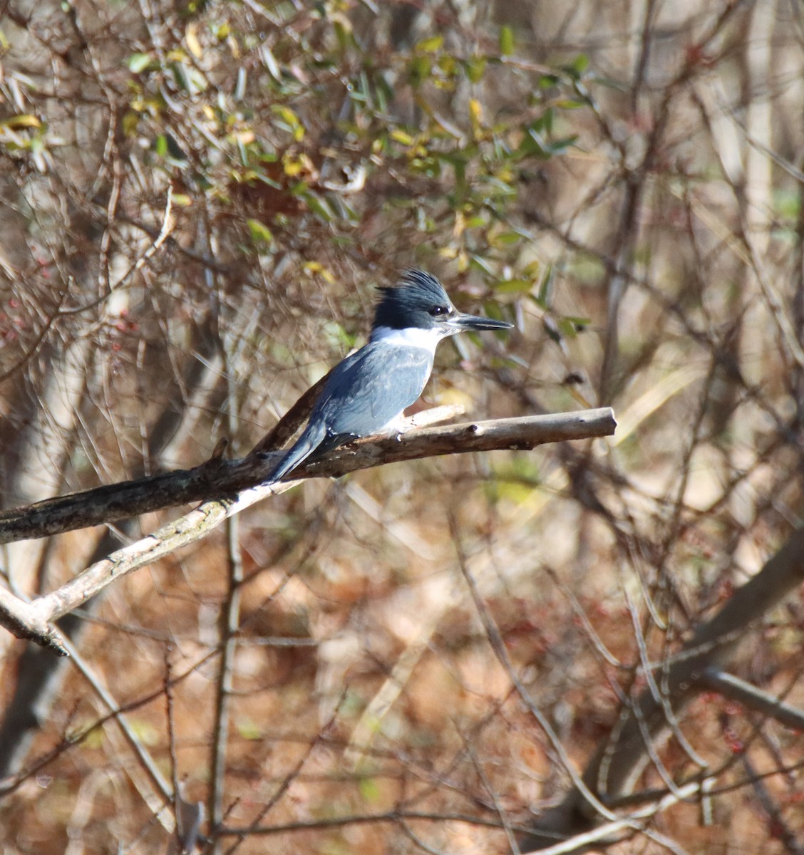 Belted Kingfisher - ML646377451