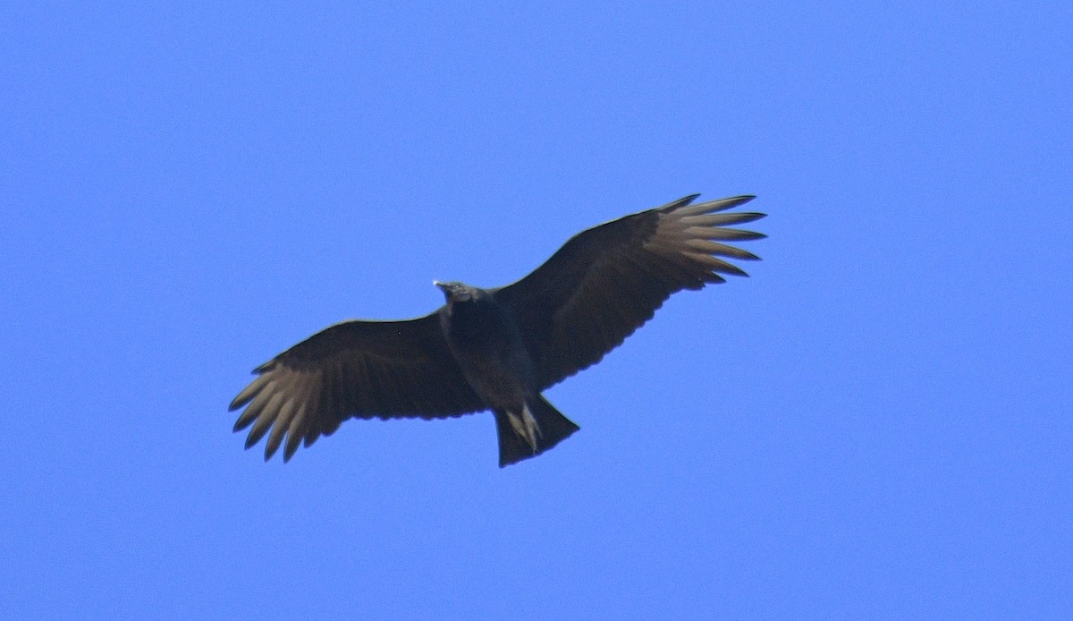 Black Vulture - ML646377453