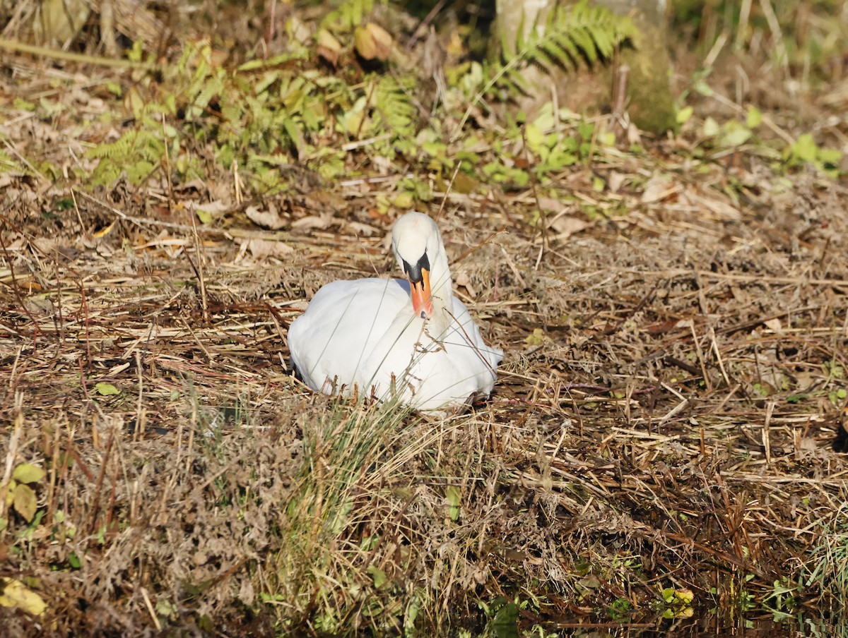 Mute Swan - ML646377454