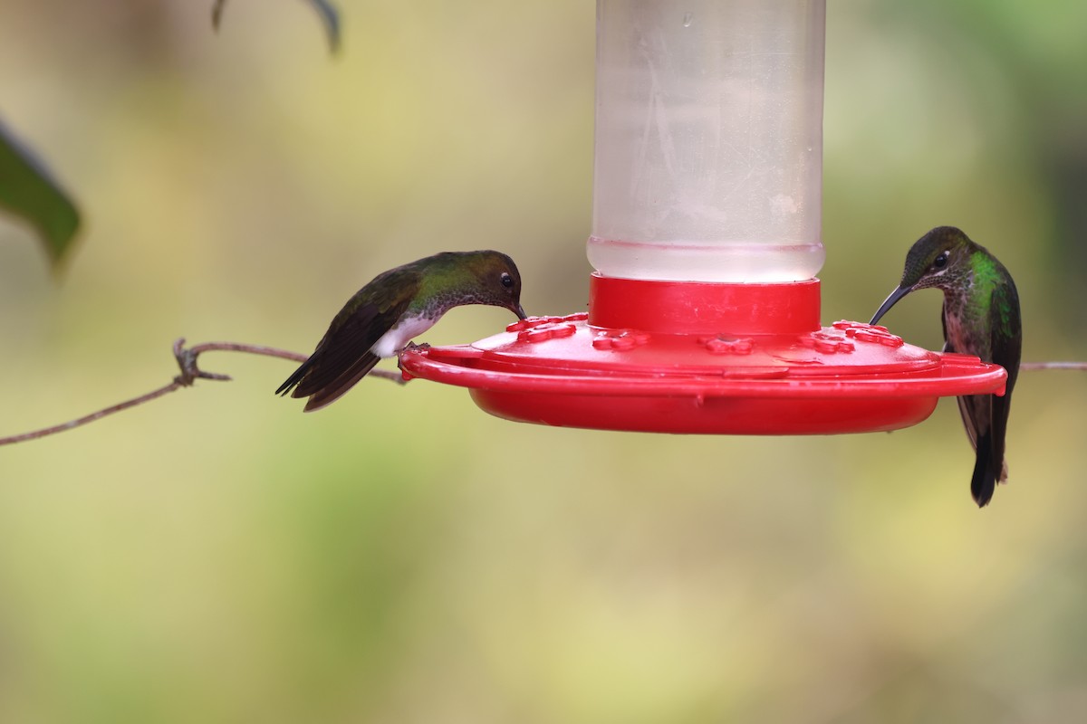 Many-spotted Hummingbird - ML646377456