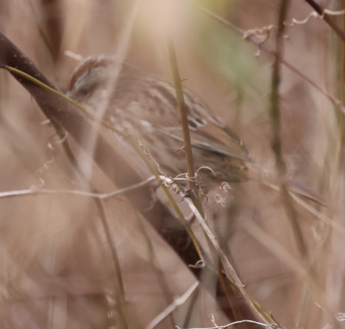 Song Sparrow - ML646377457