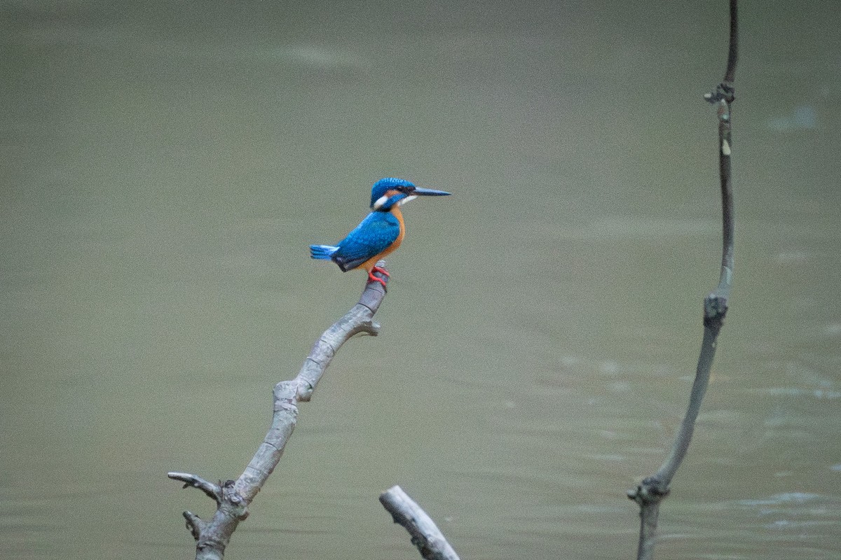 Common Kingfisher (Common) - ML646377458