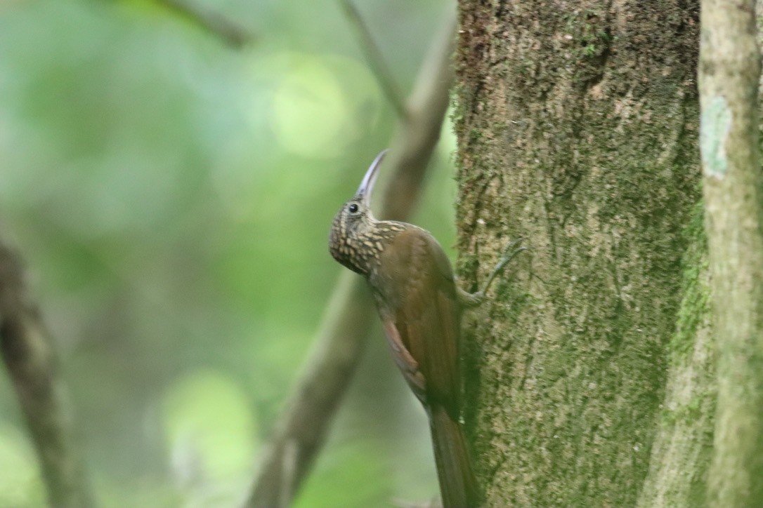 Cocoa Woodcreeper - ML646377459