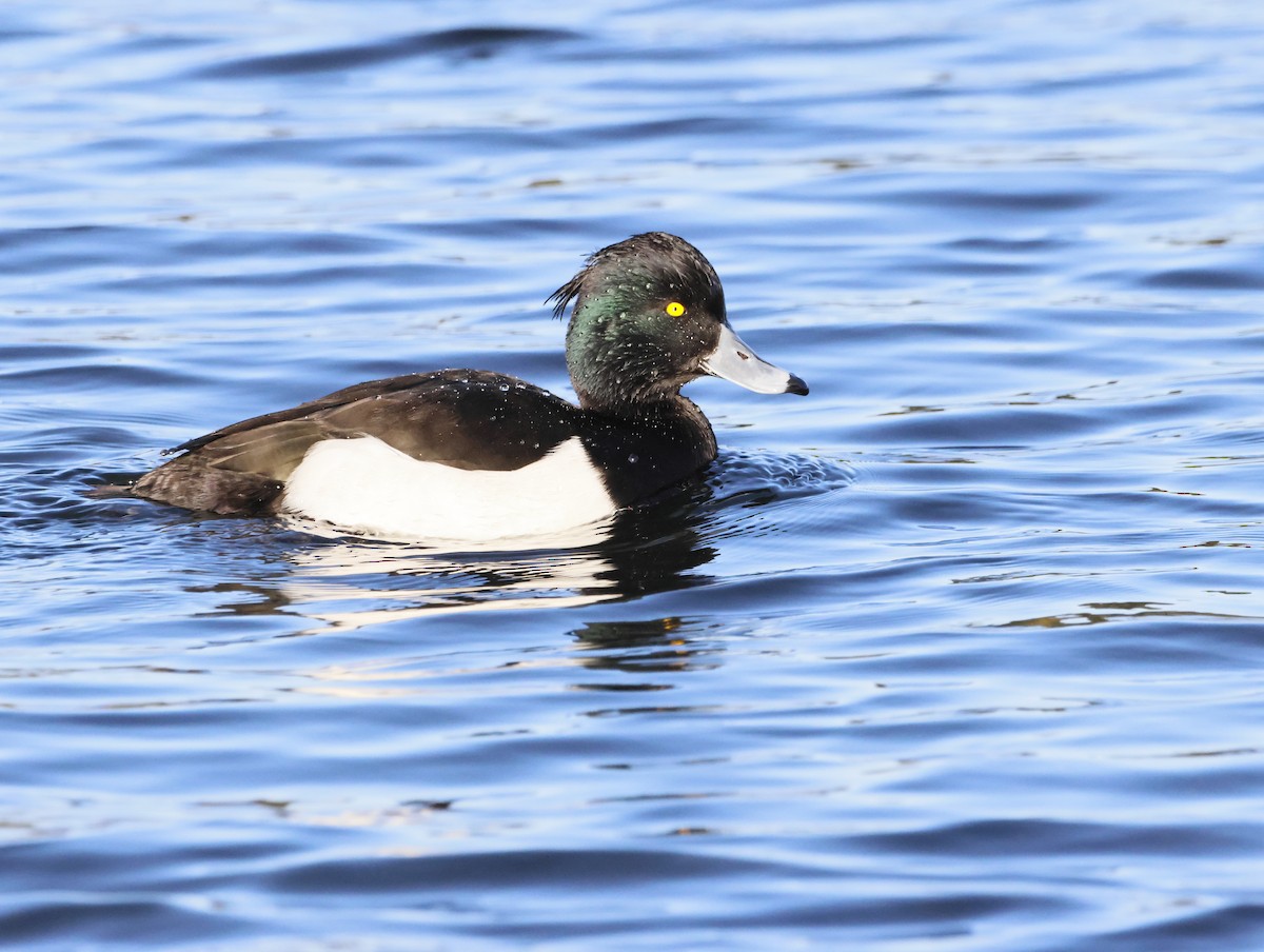 Tufted Duck - ML646377462