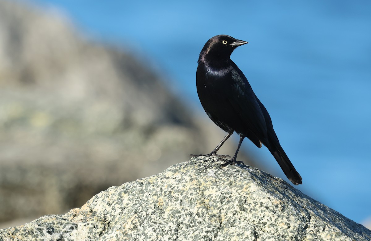 Brewer's Blackbird - ML646377463