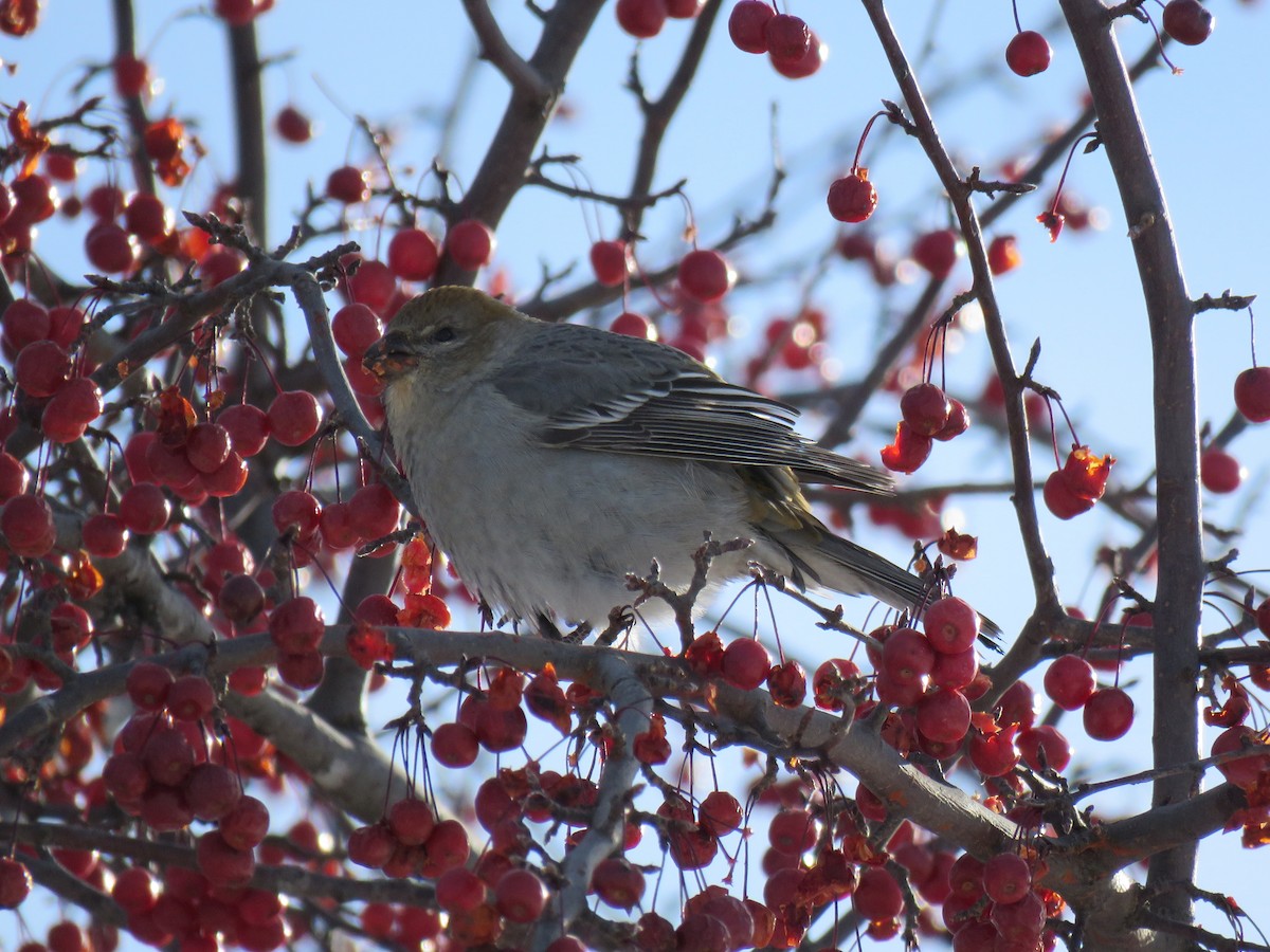 ギンザンマシコ - ML646377464