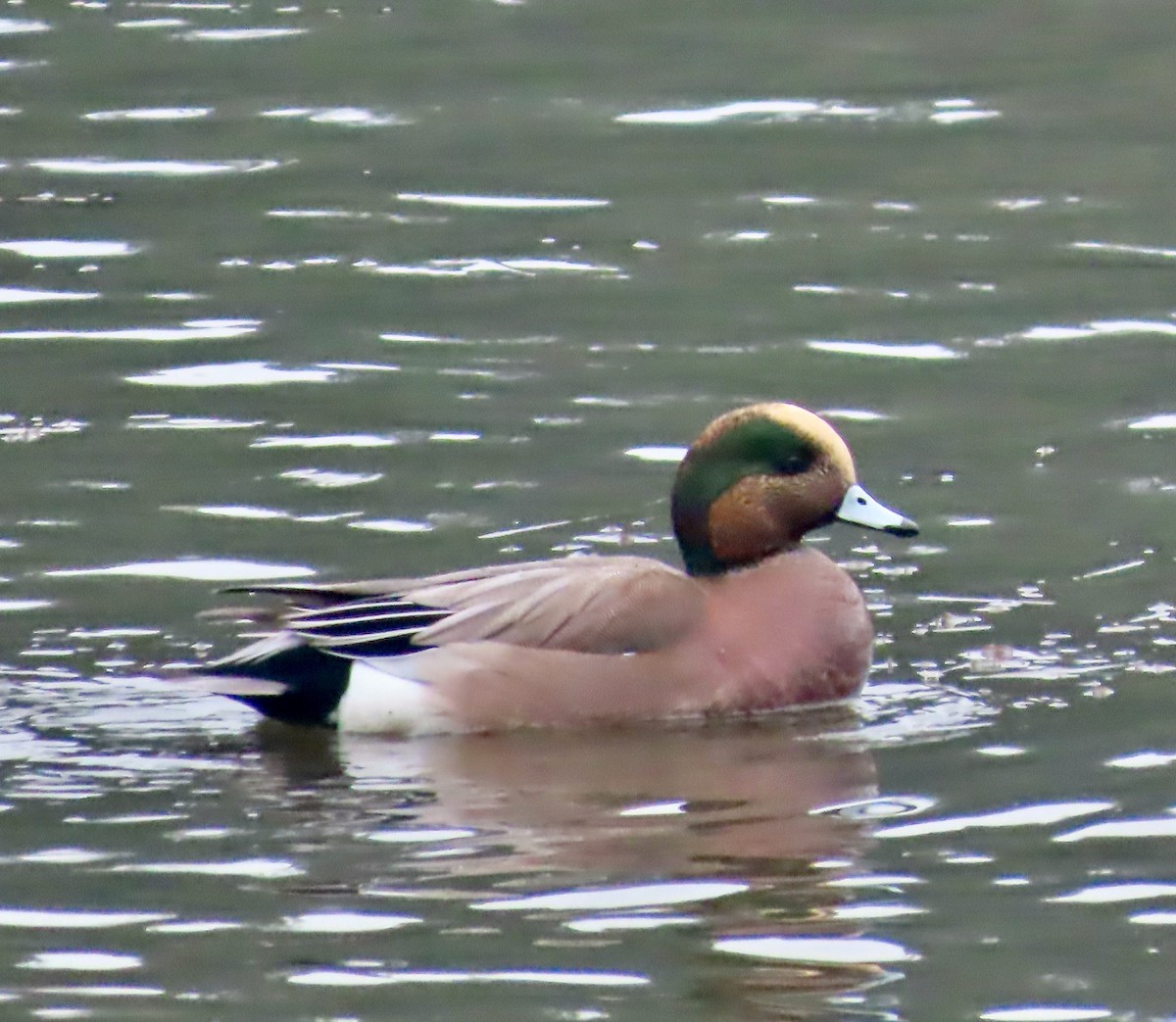 Eurasian x American Wigeon (hybrid) - ML646377466