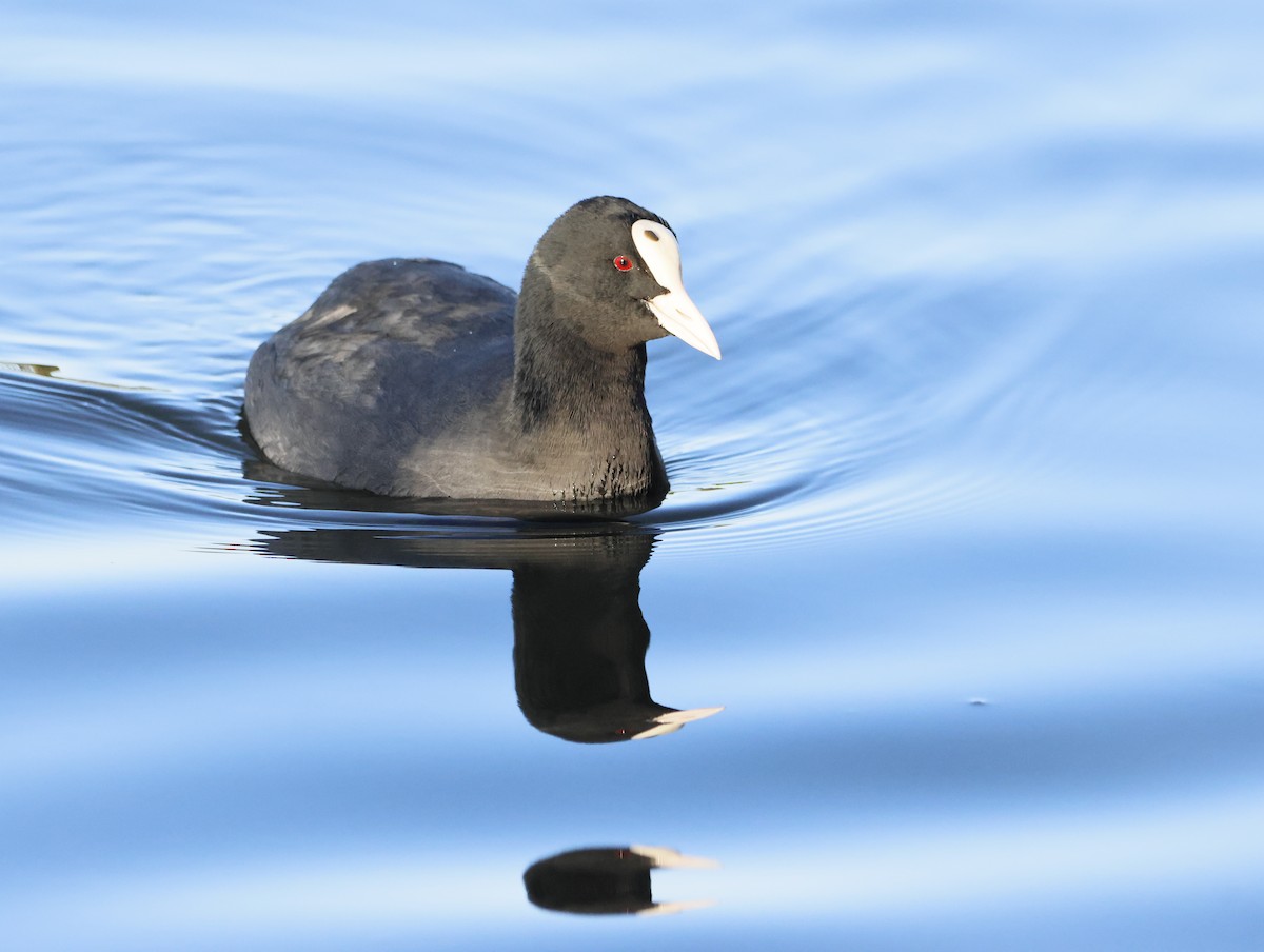 Eurasian Coot - ML646377468