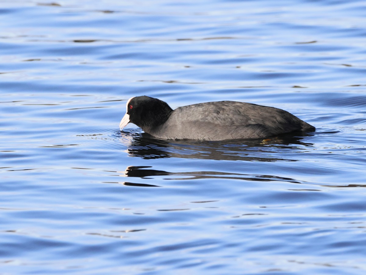 Eurasian Coot - ML646377471