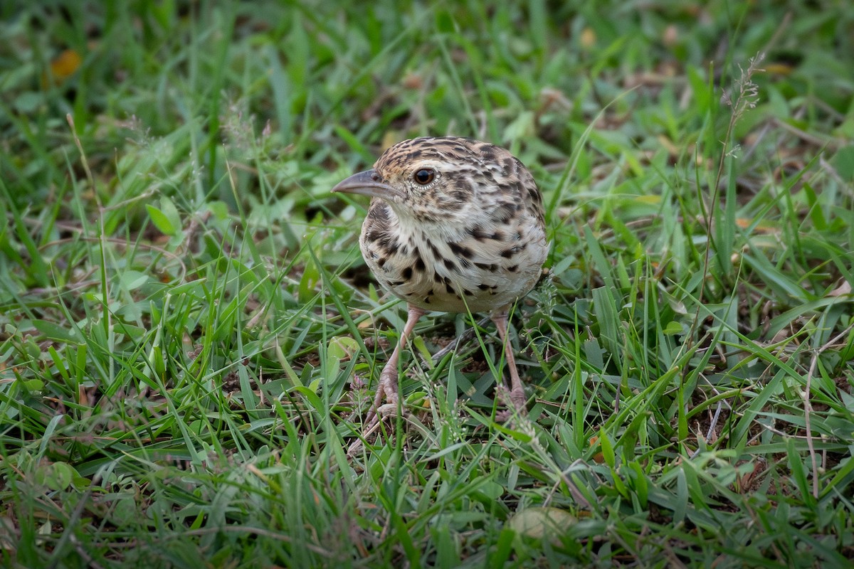 Jerdon's Bushlark - ML646377472