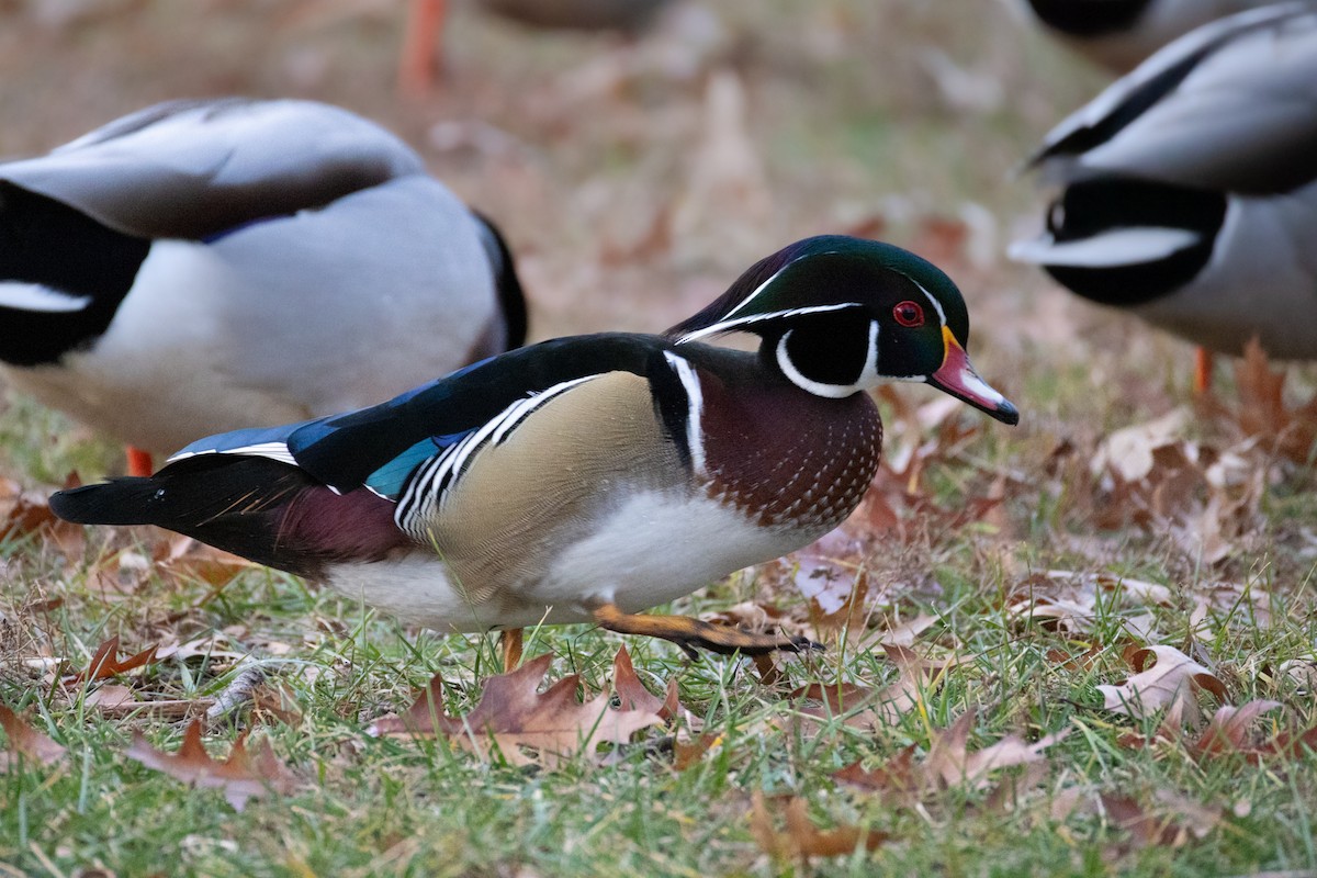 Wood Duck - ML646377473