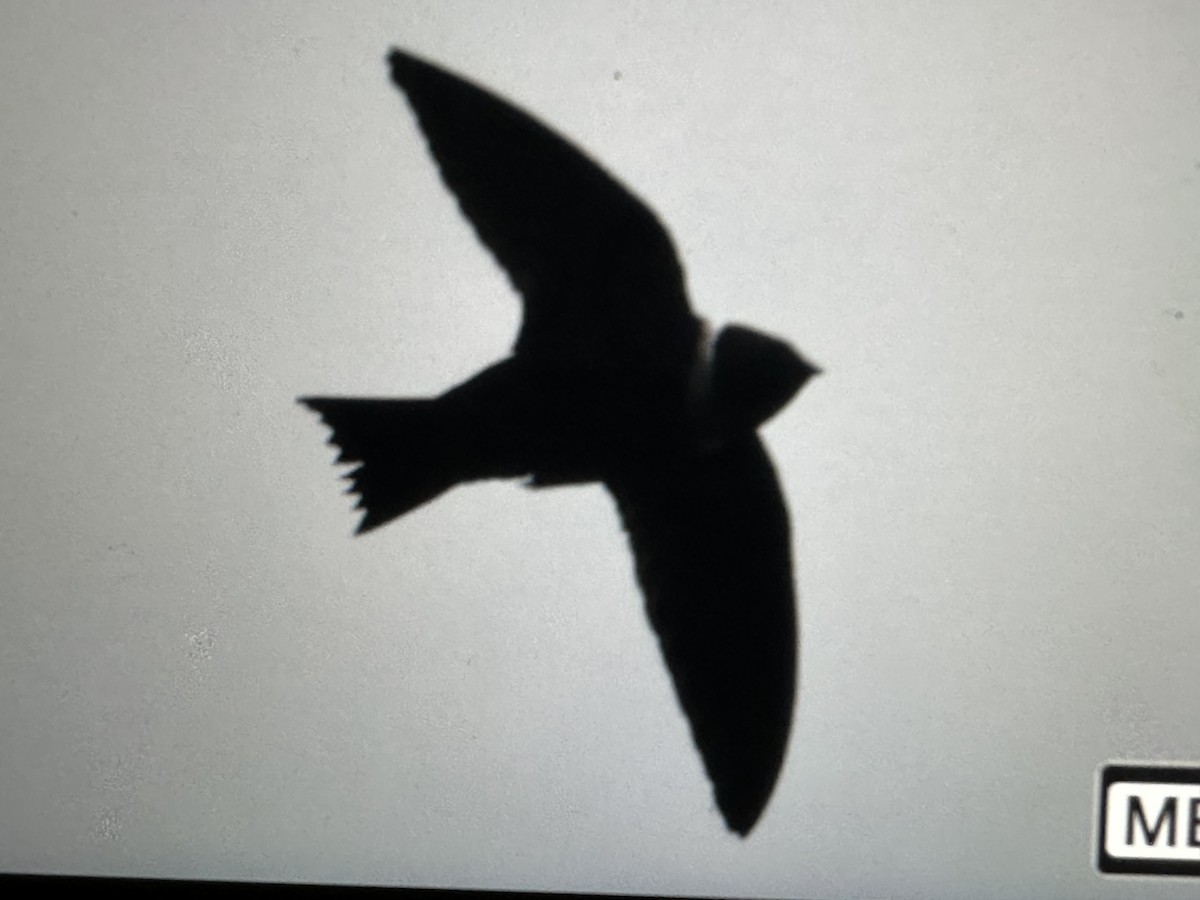 White-collared Swift - ML646377474