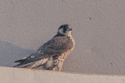 Peregrine Falcon - ML646377475