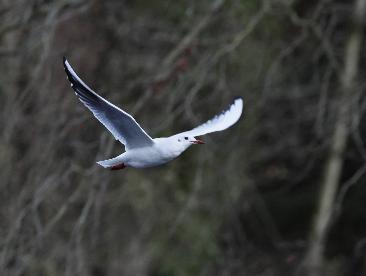 Black-headed Gull - ML646377478
